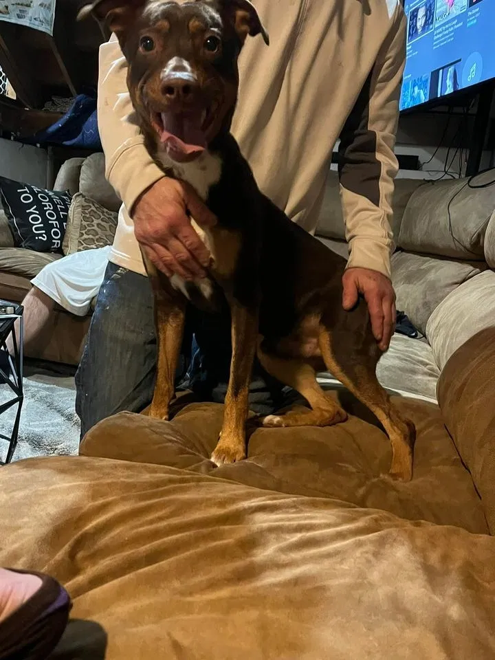Lost dog in Kansas City, MO, 64151