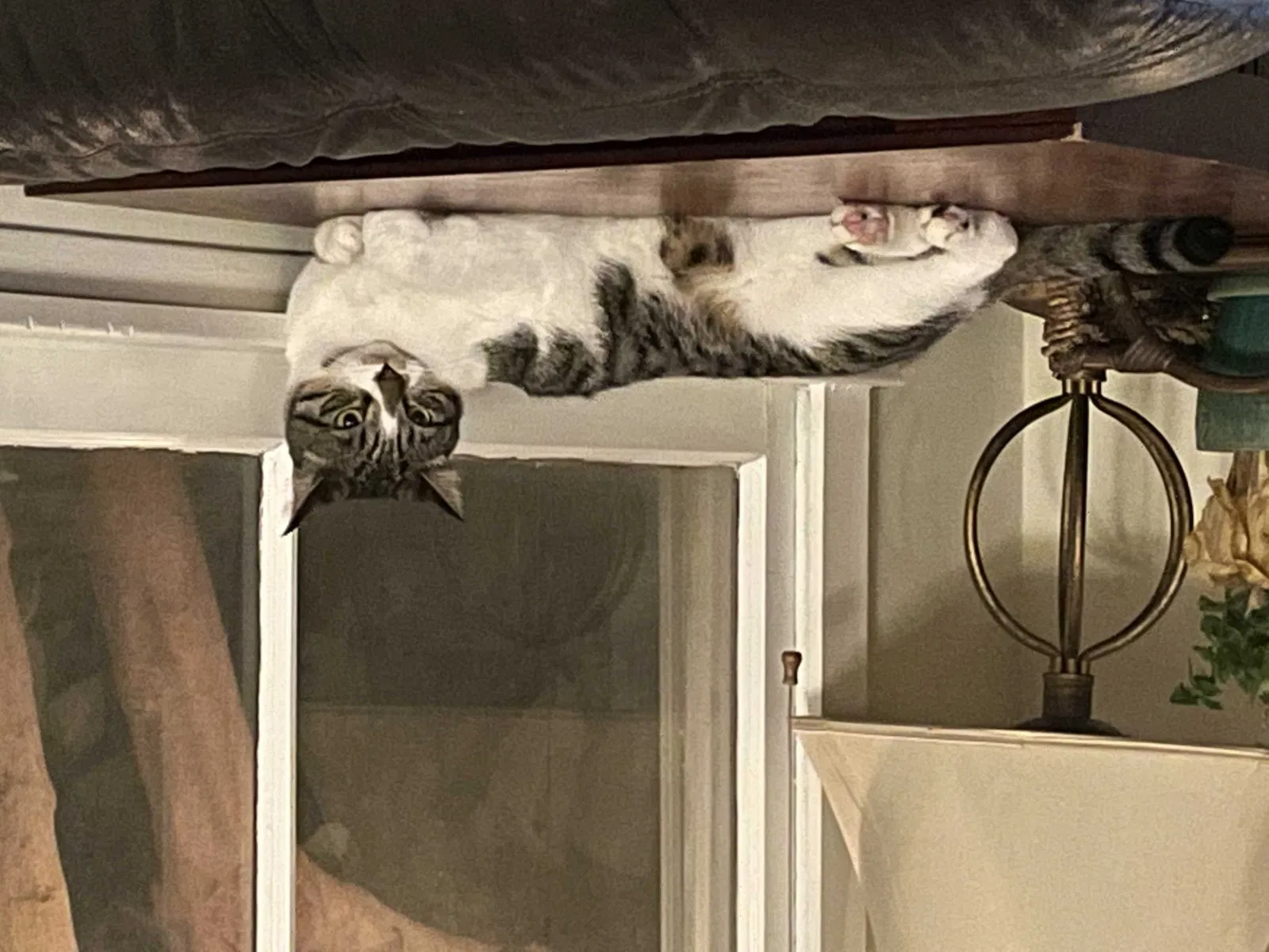 Lost cat in South Pasadena, CA, 91030