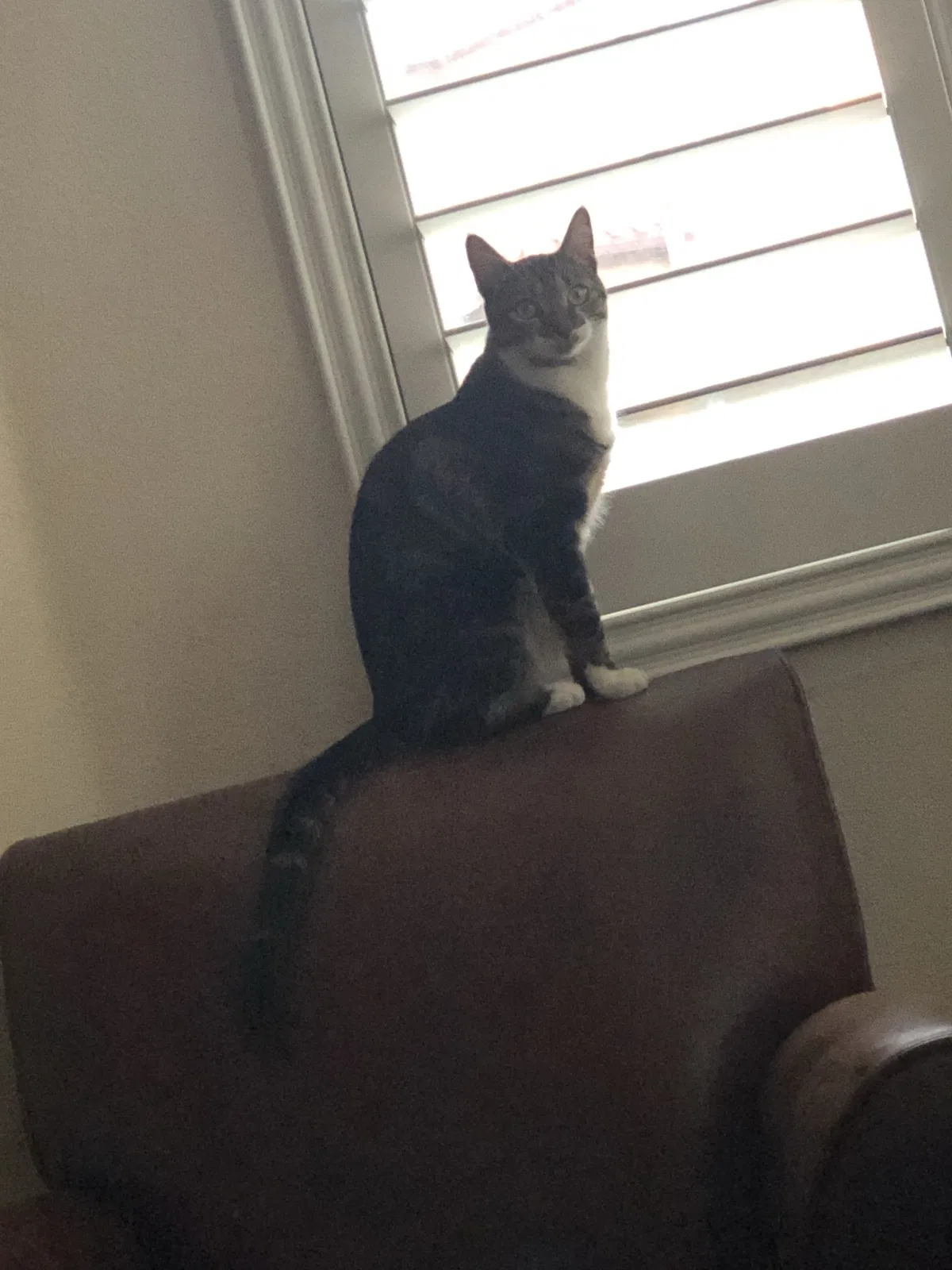 Lost cat in Placentia, CA, 92870