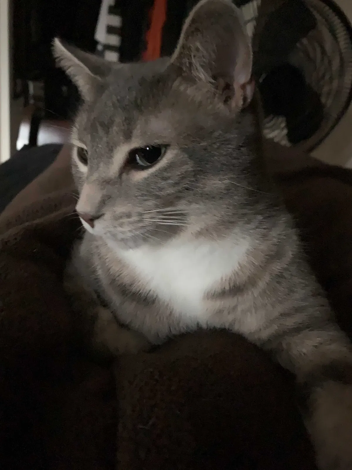 Lost cat in Houston, TX, 77073