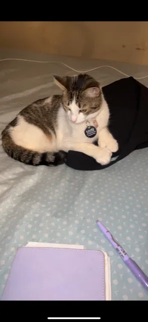 Lost cat in Hampton Bays, NY, 11946