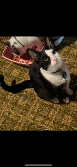 Lost cat in Hampton Bays, NY, 11946
