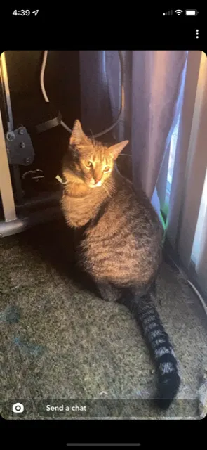 Lost cat in Hampton Bays, NY, 11946