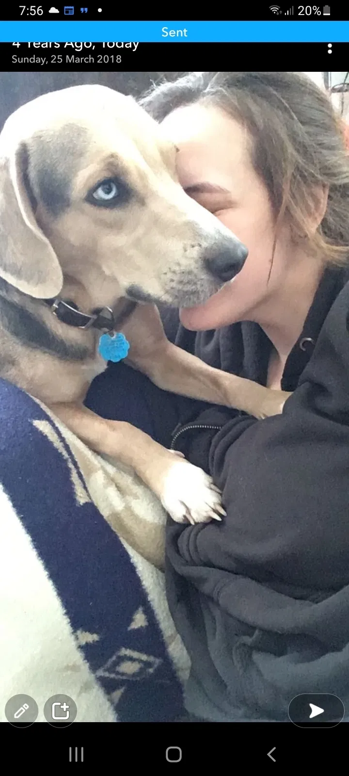 Lost dog in Mountain View, AR, 72560