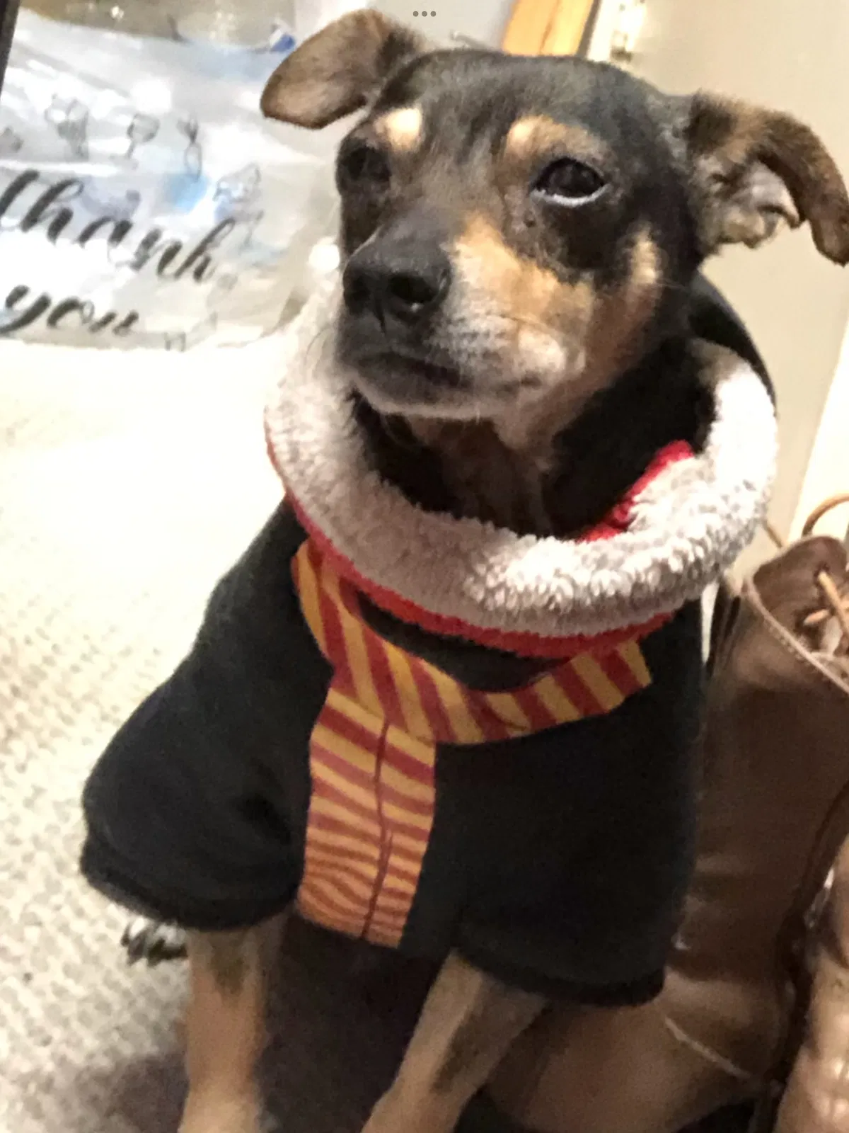 Lost dog in West Covina, CA, 91792