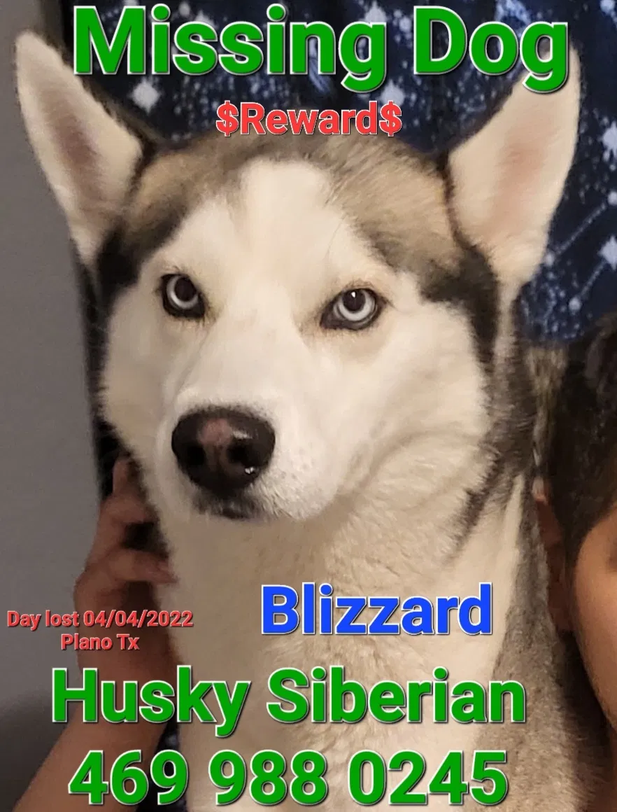 Lost dog in Plano, TX, 75074