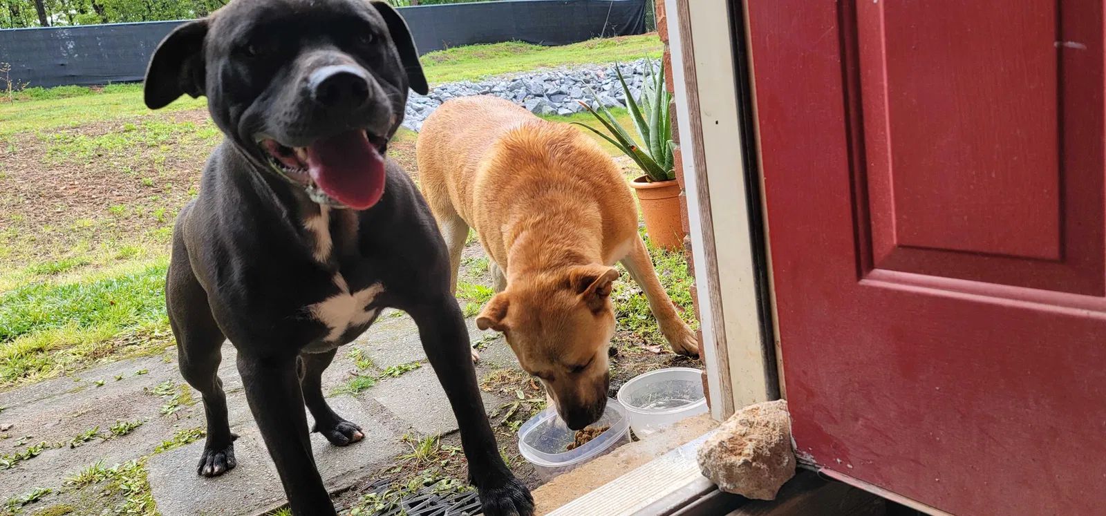 Found dog in Columbia, SC, 29210
