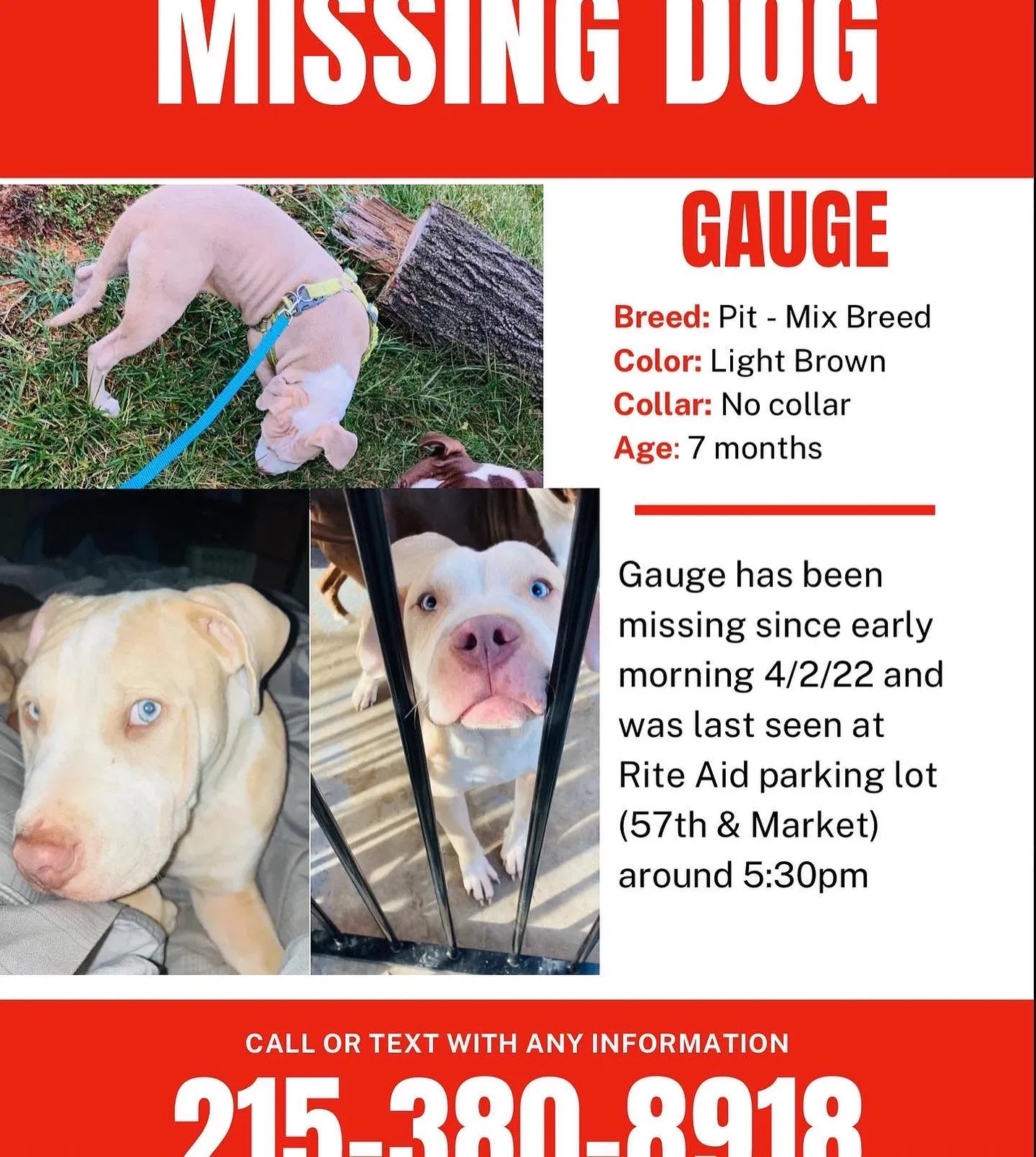 Lost dog in Philadelphia, PA, 19139
