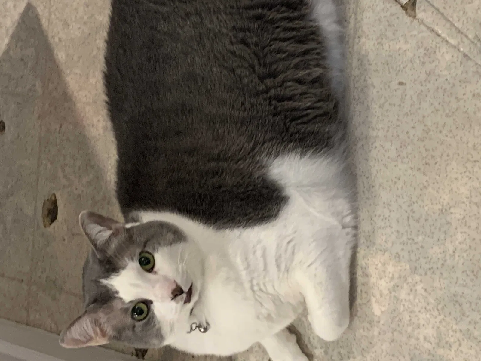 Lost cat in Ladys Island, SC, 29907