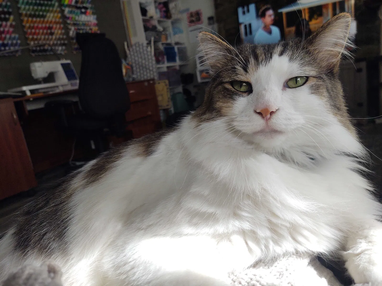 Lost cat in Auburn, WA, 98002