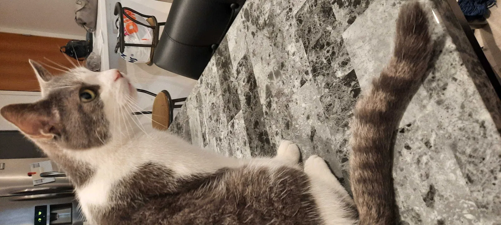 Lost cat in Sylmar, CA, 91342