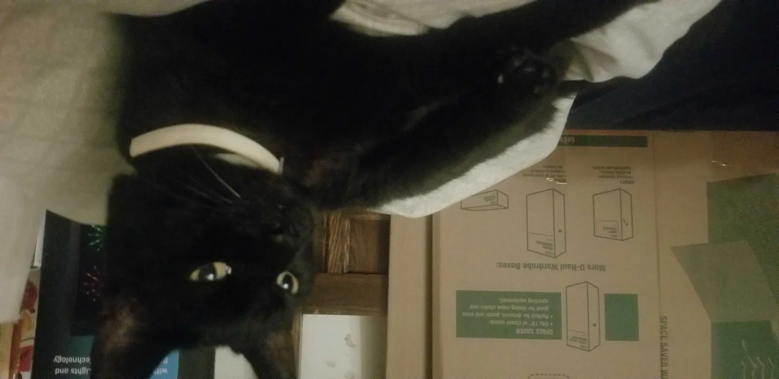 Lost cat in Somerset, WI, 54025