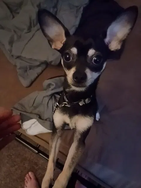 Lost dog in Sacramento, CA, 95838