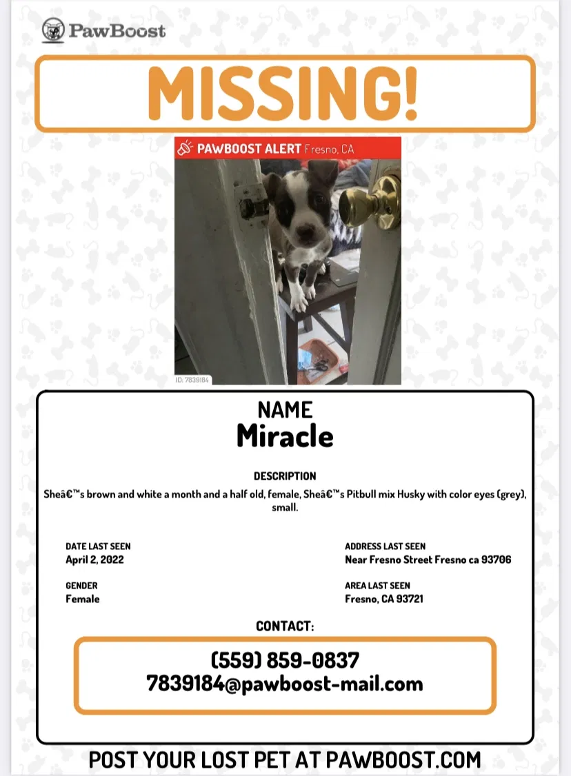 Lost dog in Fresno, CA, 93706