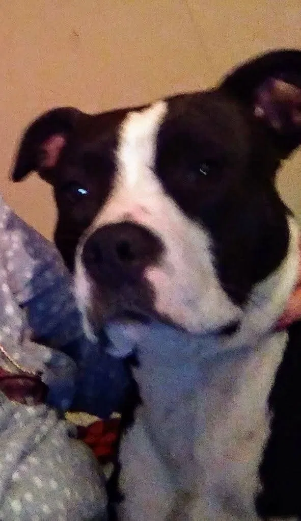 Lost dog in Macon, GA, 31217