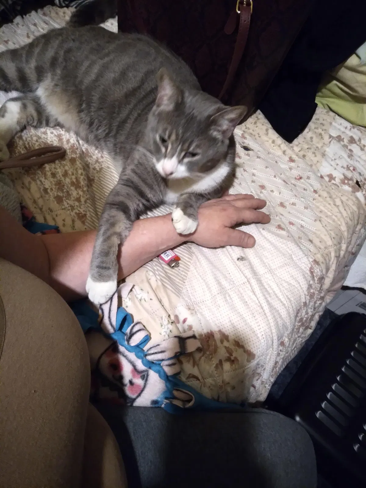 Lost cat in Aberdeen, NC, 28315