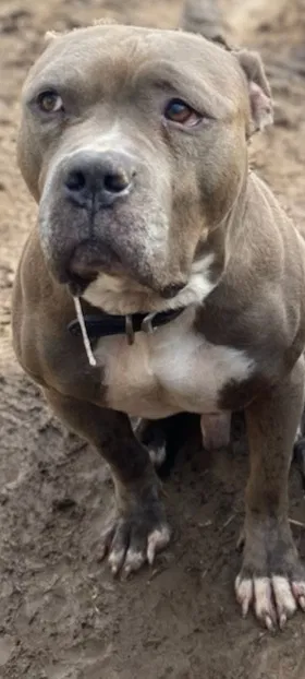 Lost dog in Strafford, MO, 65757