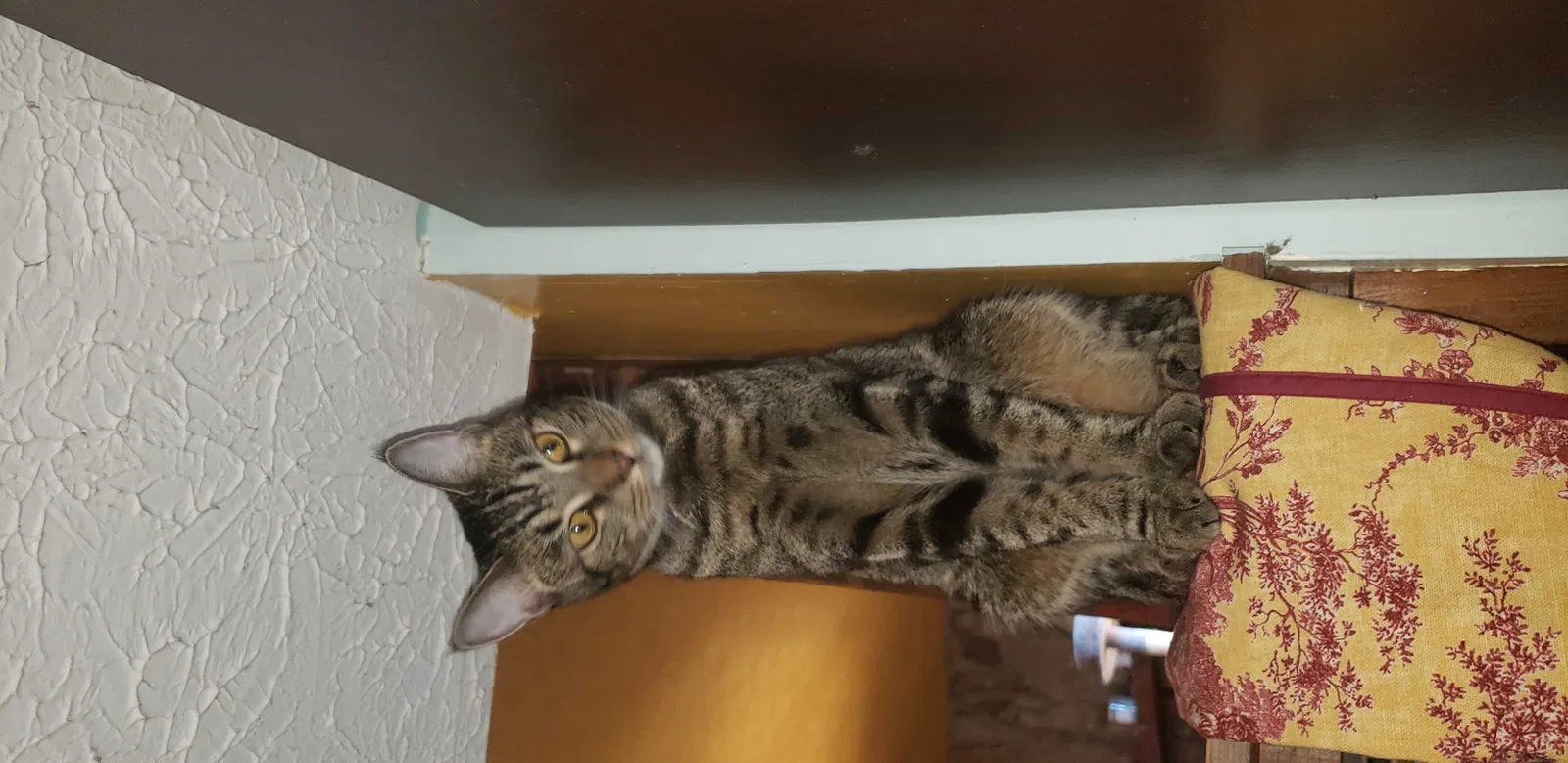 Lost cat in Woodstock, GA, 30188
