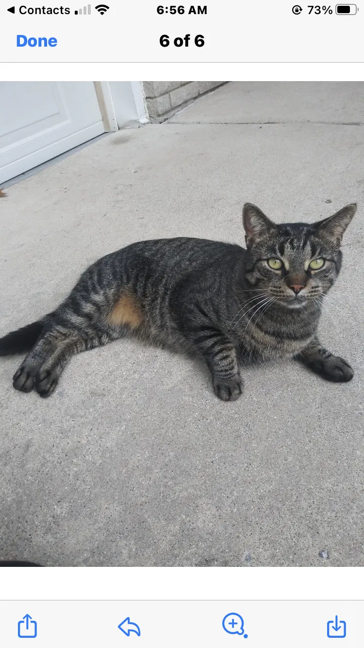 Lost cat in Bowling Green, OH, 43402