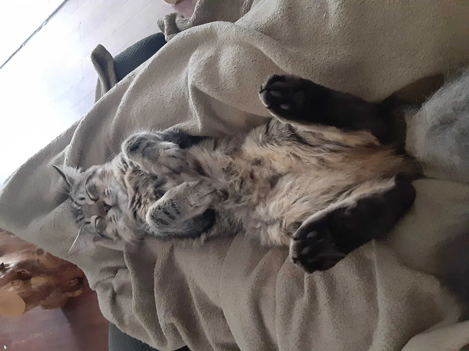 Lost cat in Statesboro, GA, 30461