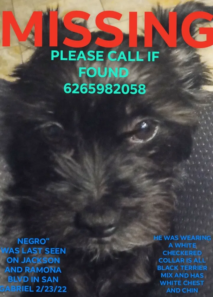 Lost dog in San Gabriel, CA, 91776