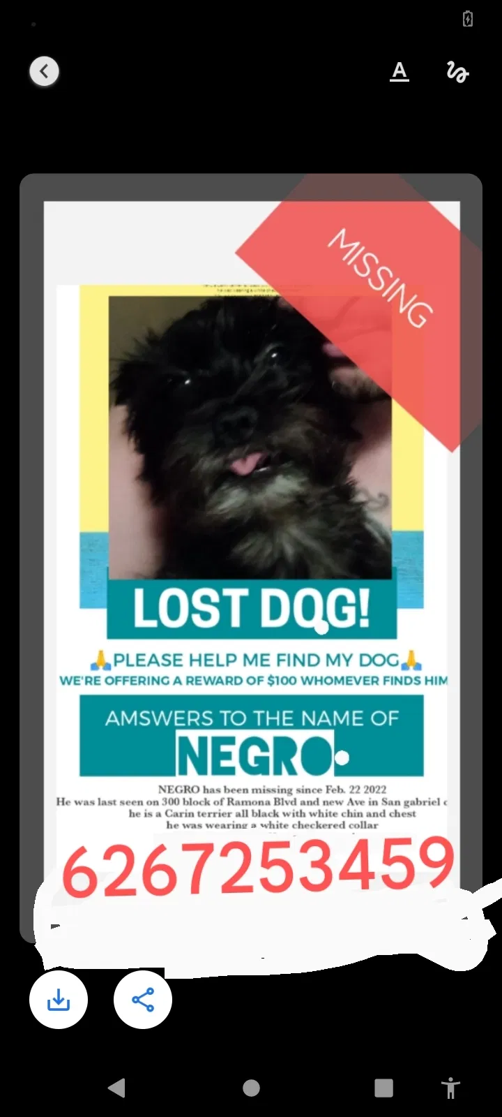 Lost dog in San Gabriel, CA, 91776