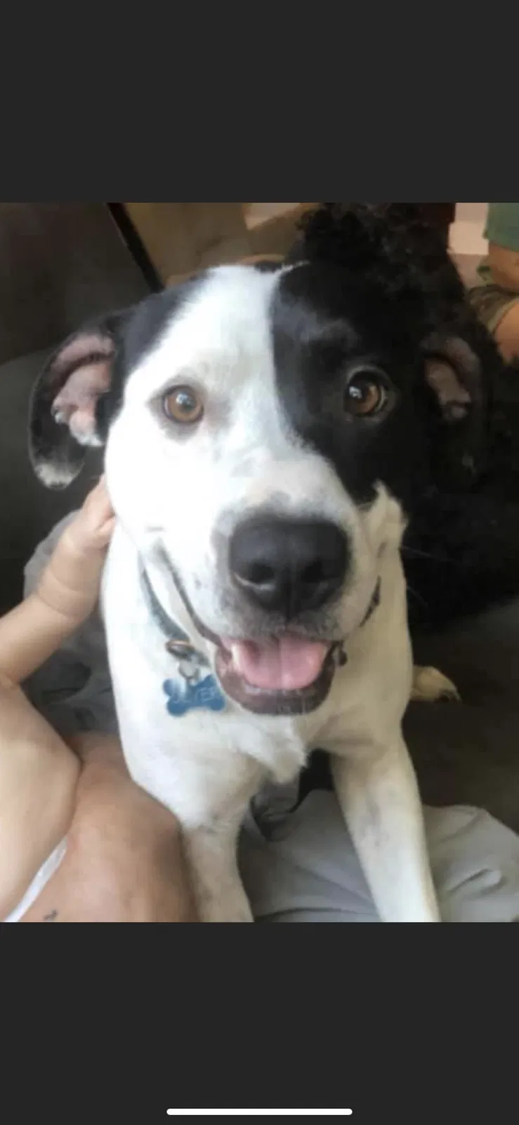 Lost dog in Hopkins, SC, 29061