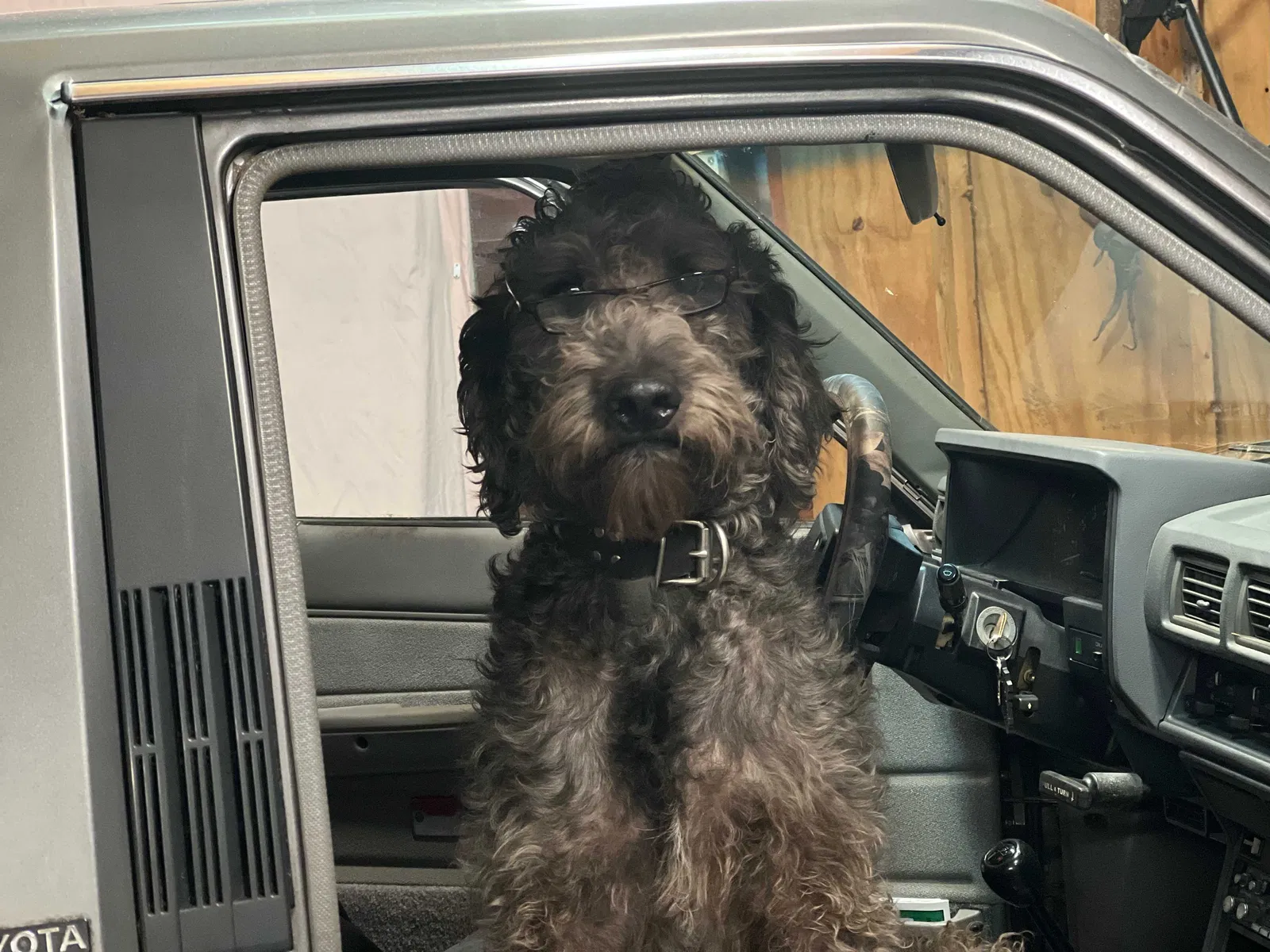 Lost dog in Hopkins, SC, 29061