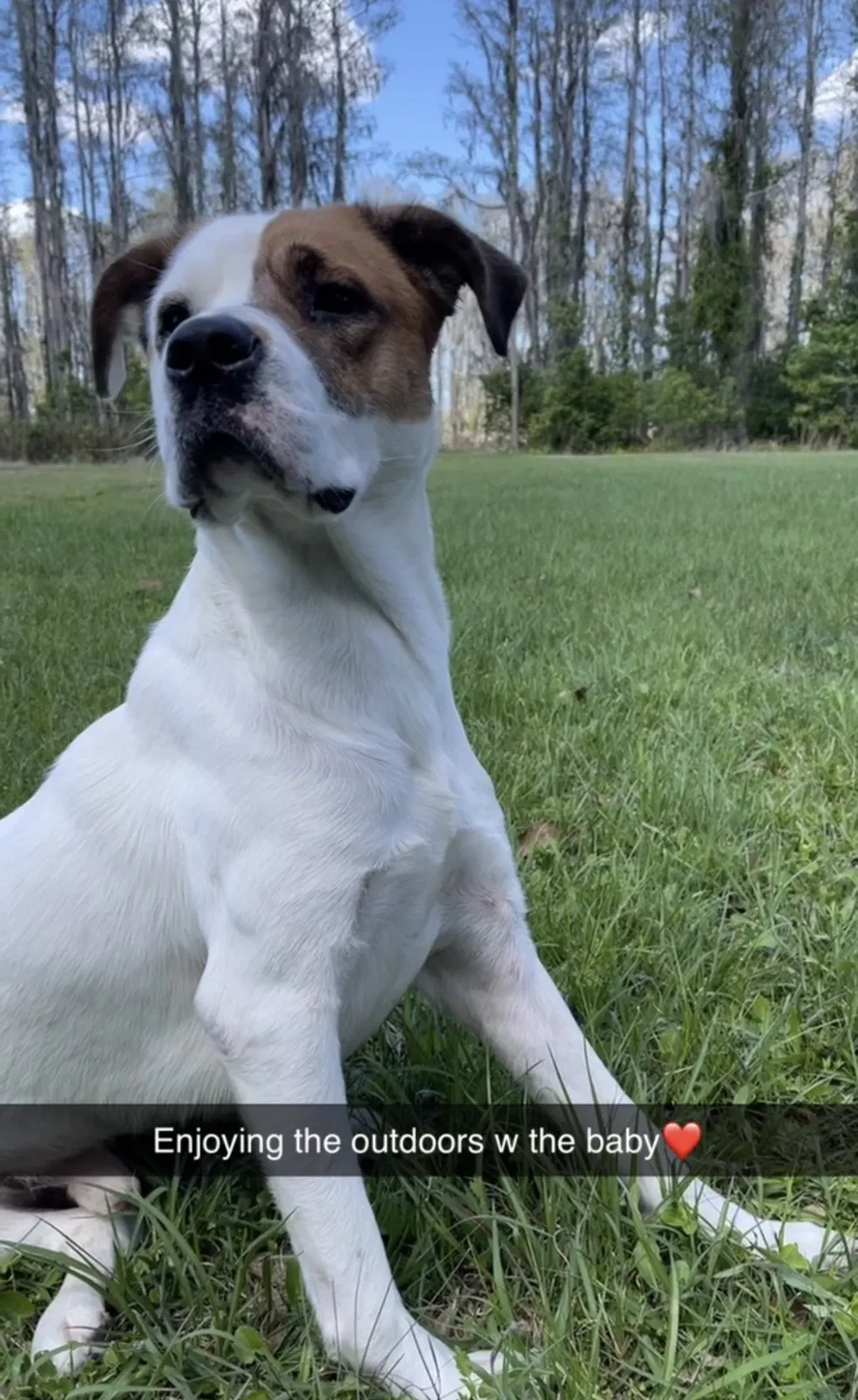 Lost dog in Spring Hill, FL, 34610