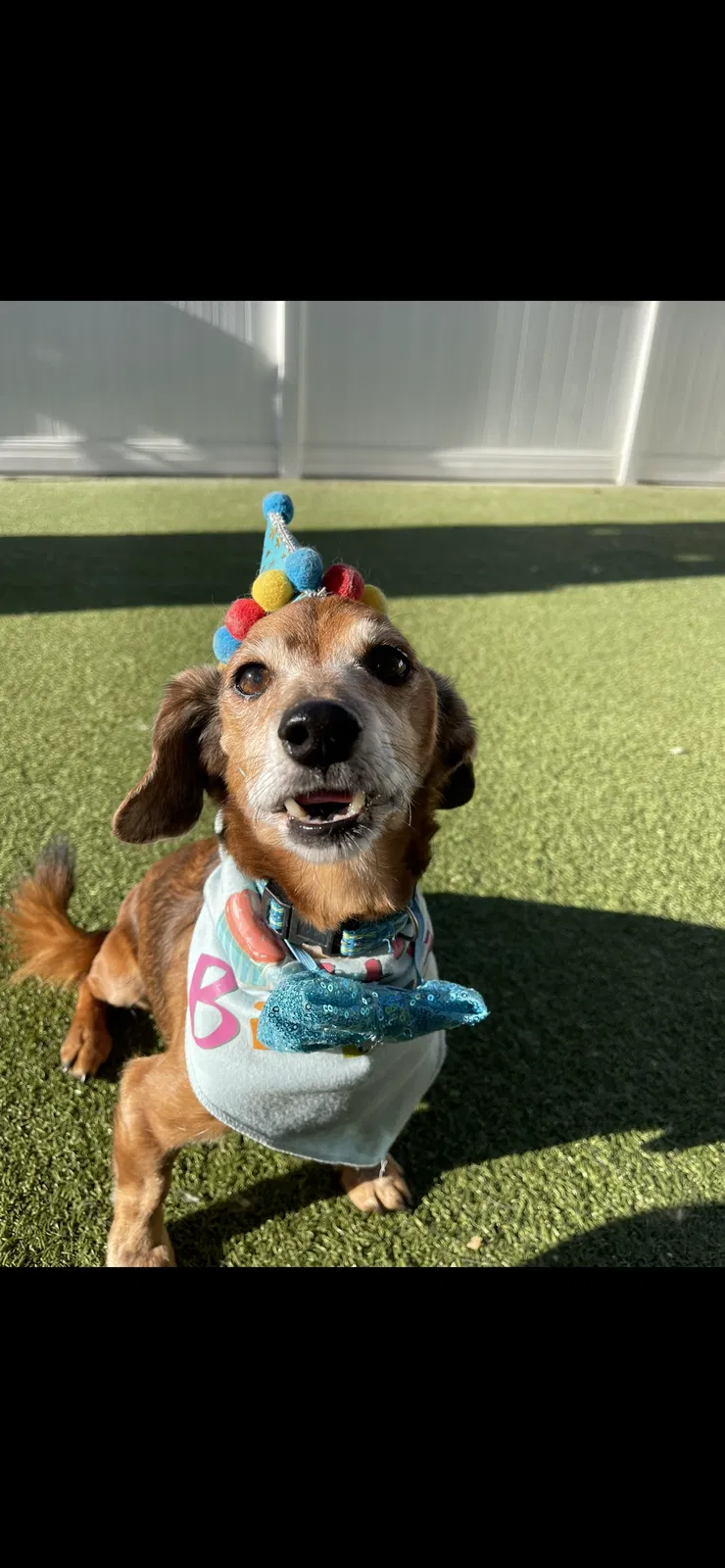 Lost dog in Wichita, KS, 67212