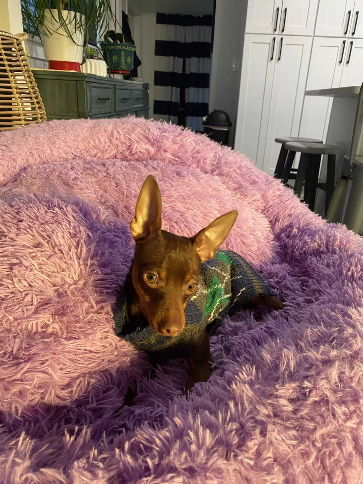 Lost dog in Salt Lake City, UT, 84116
