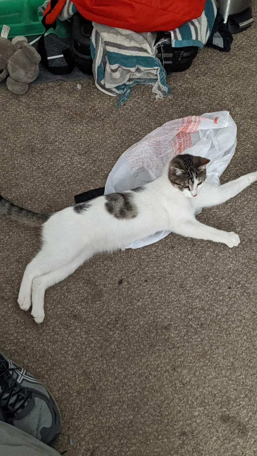 Lost cat in Clearfield, UT, 84015