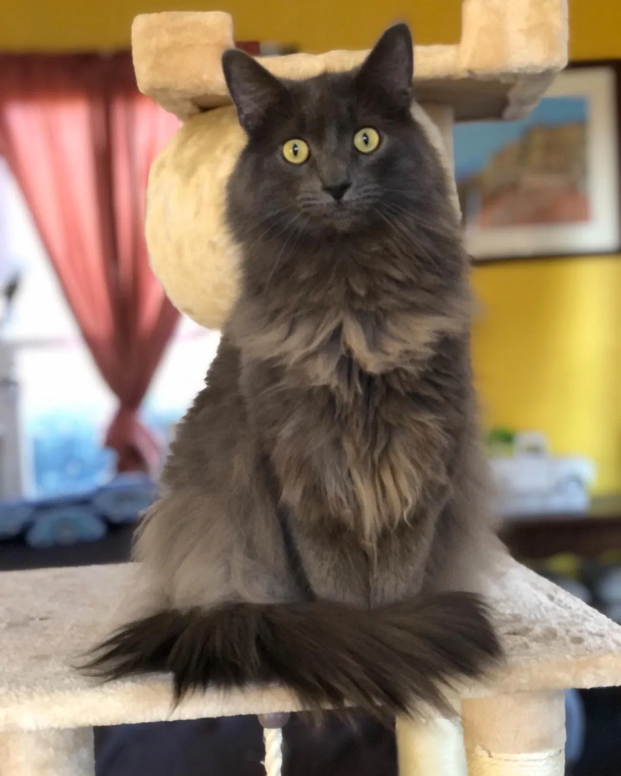 Lost cat in Rockford, IL, 61107