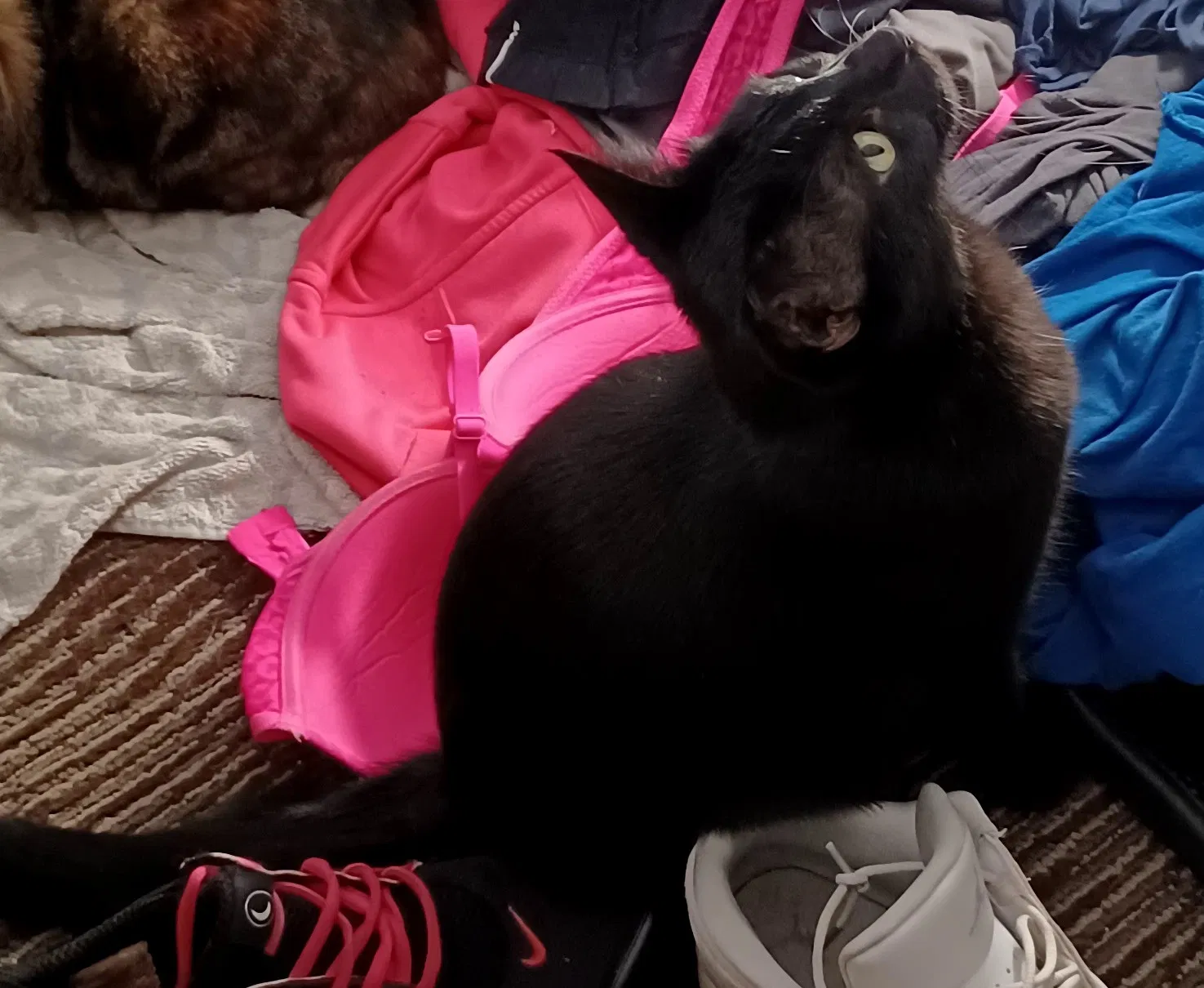 Lost cat in Indianapolis, IN, 46217
