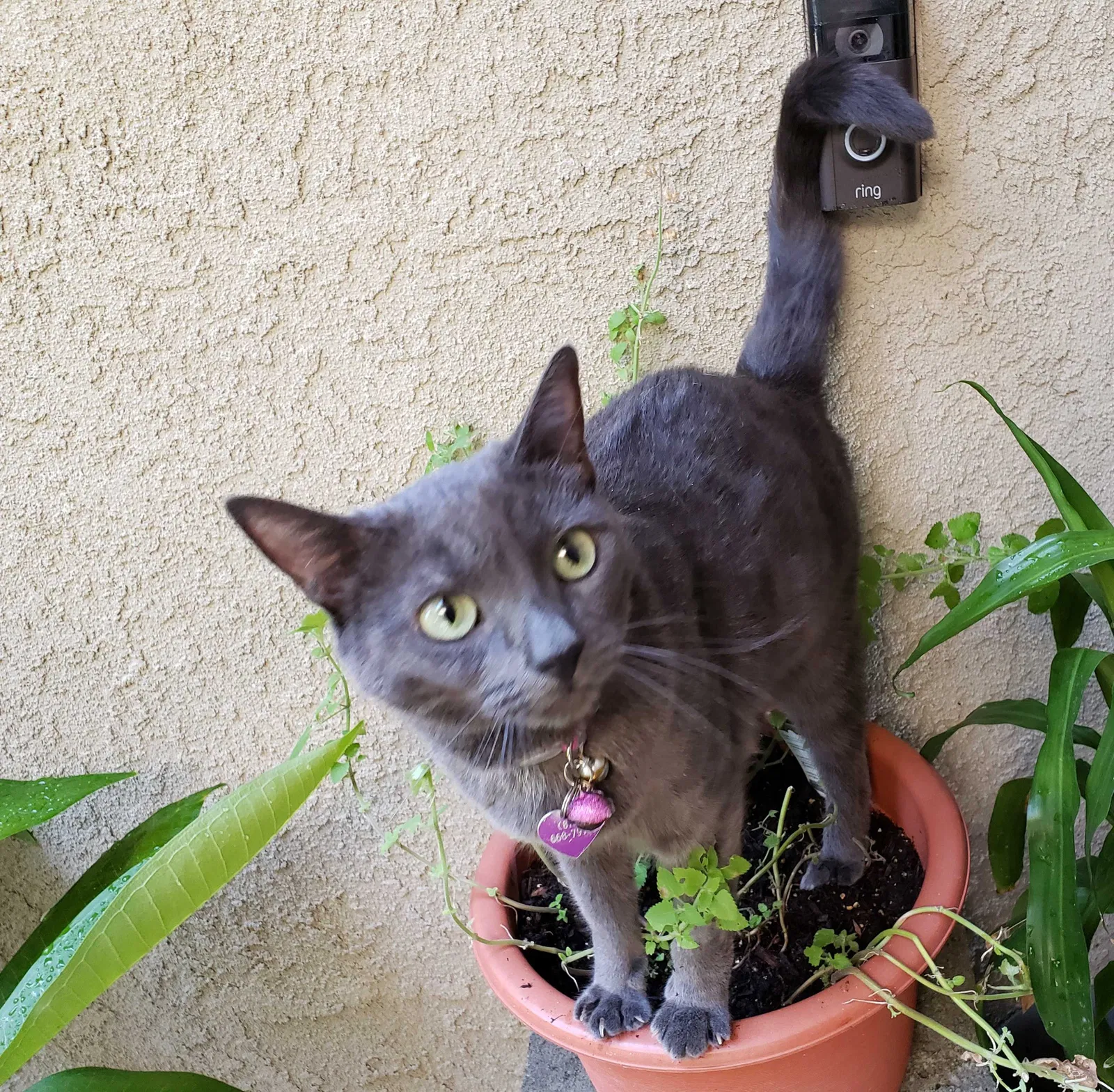 Lost cat in Chatsworth, CA, 91311
