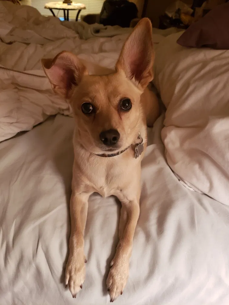 Lost dog in Spring, TX, 77381