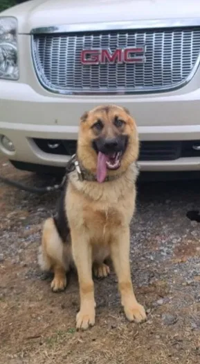 Lost dog in Senatobia, MS, 38668