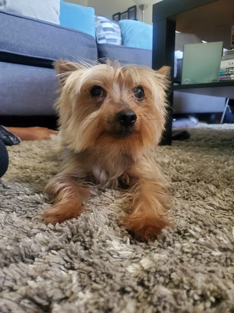 Lost dog in Wayne, MI, 48184