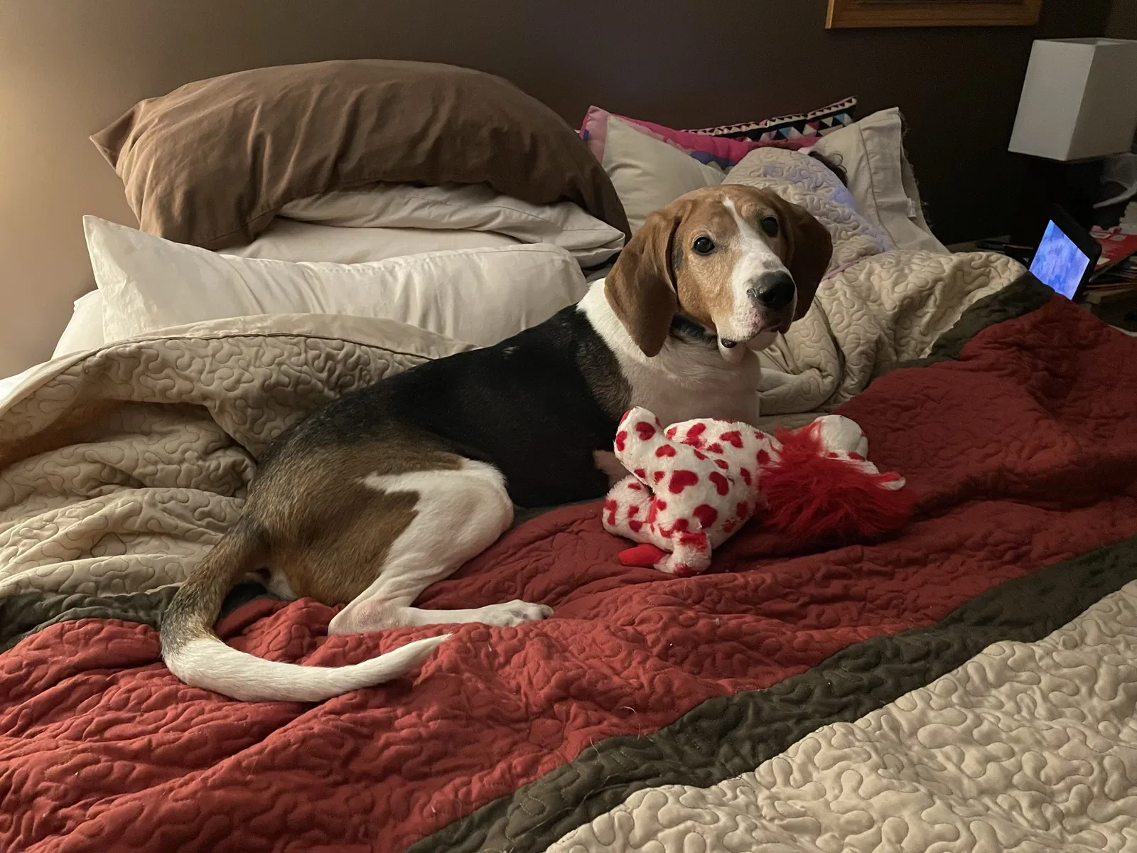 Lost dog in Newaygo, MI, 49337