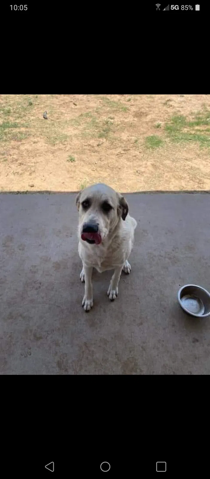 Lost dog in San Antonio, TX, 78244
