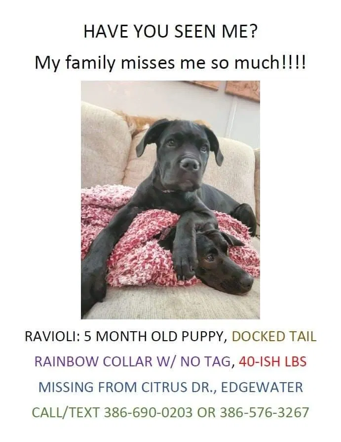 Lost dog in Edgewater, FL, 32141
