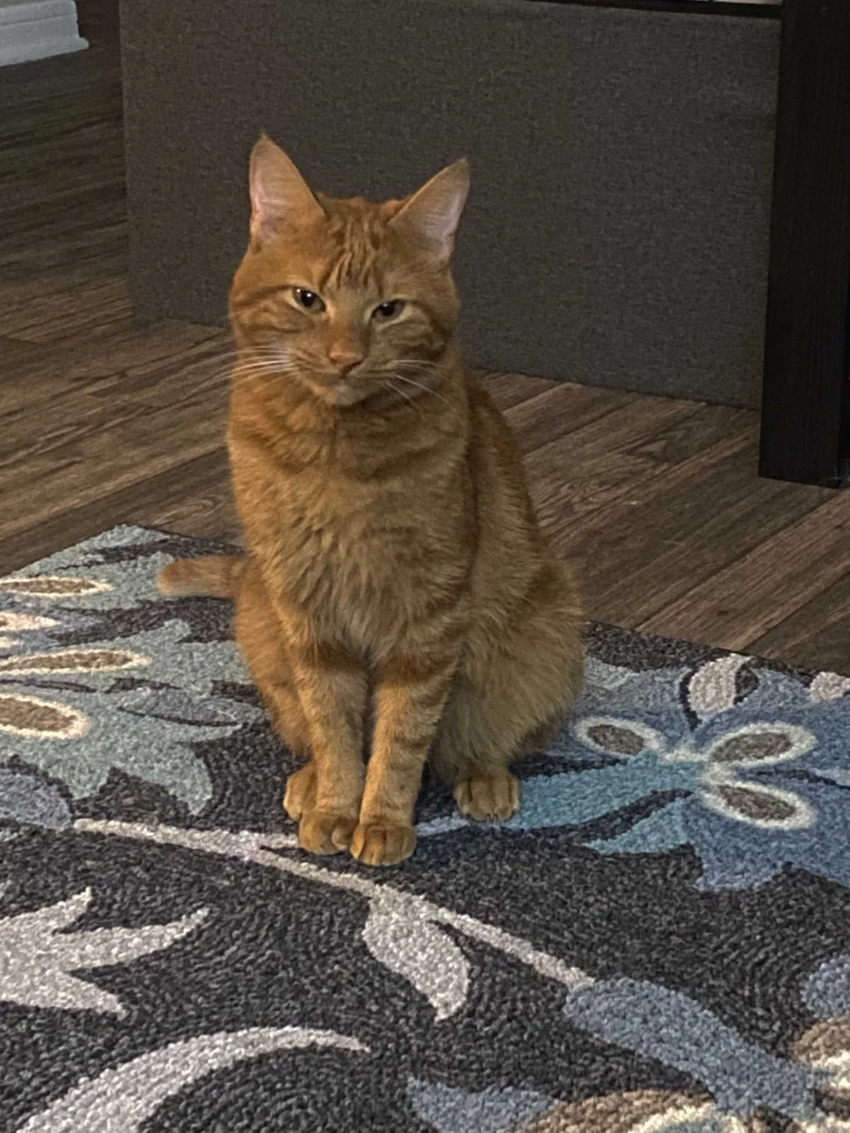 Lost cat in Antioch, TN, 37013