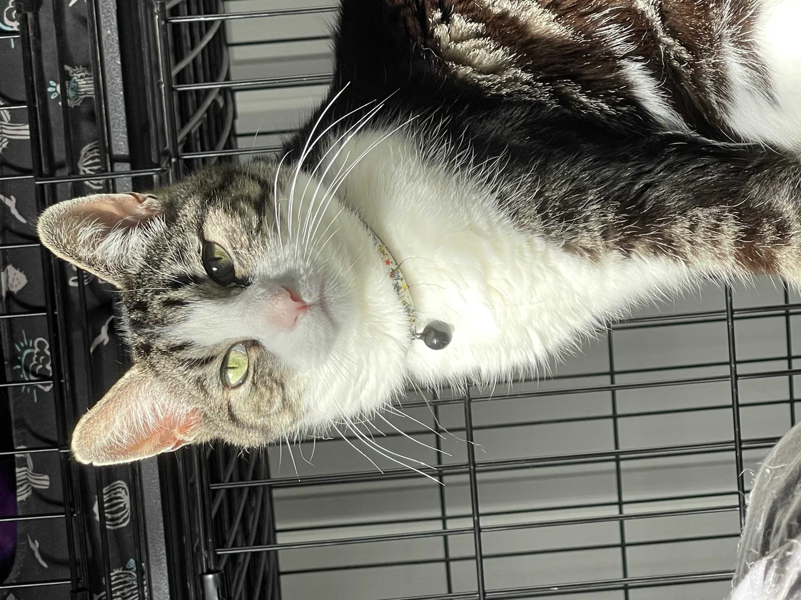 Lost cat in Kirkland, WA, 98034