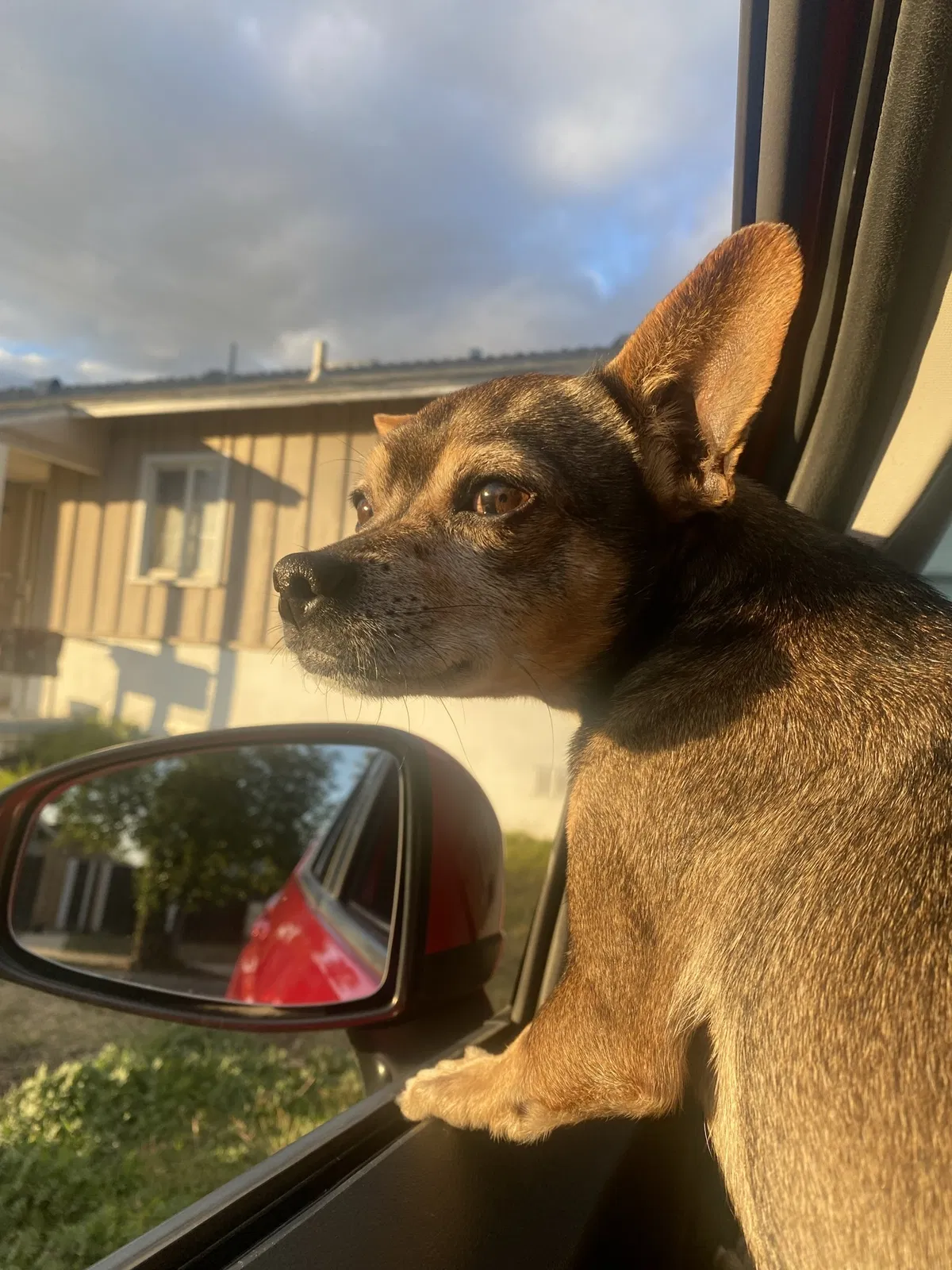 Lost dog in San Bernardino, CA, 92404