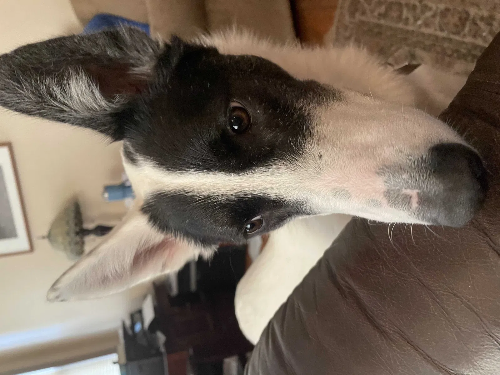 Lost dog in Dearborn, MI, 48126