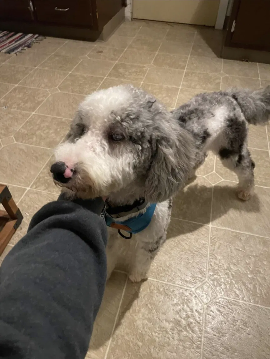 Lost dog in Taylorsville, IN, 47280