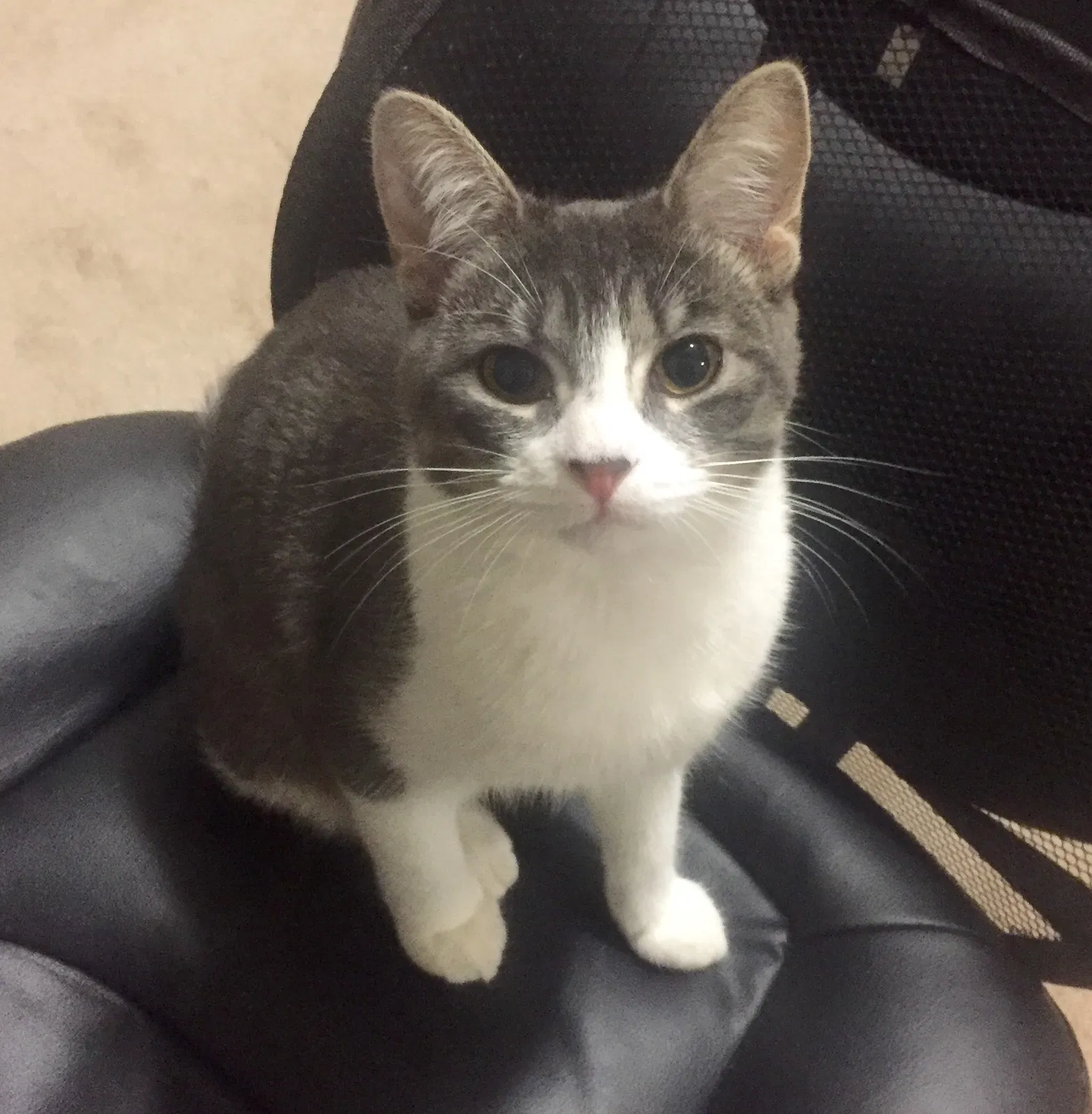 Lost cat in Birmingham, AL, 35243