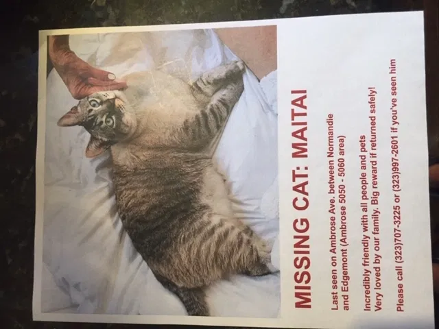 Lost cat in Los Angeles, CA, 90027