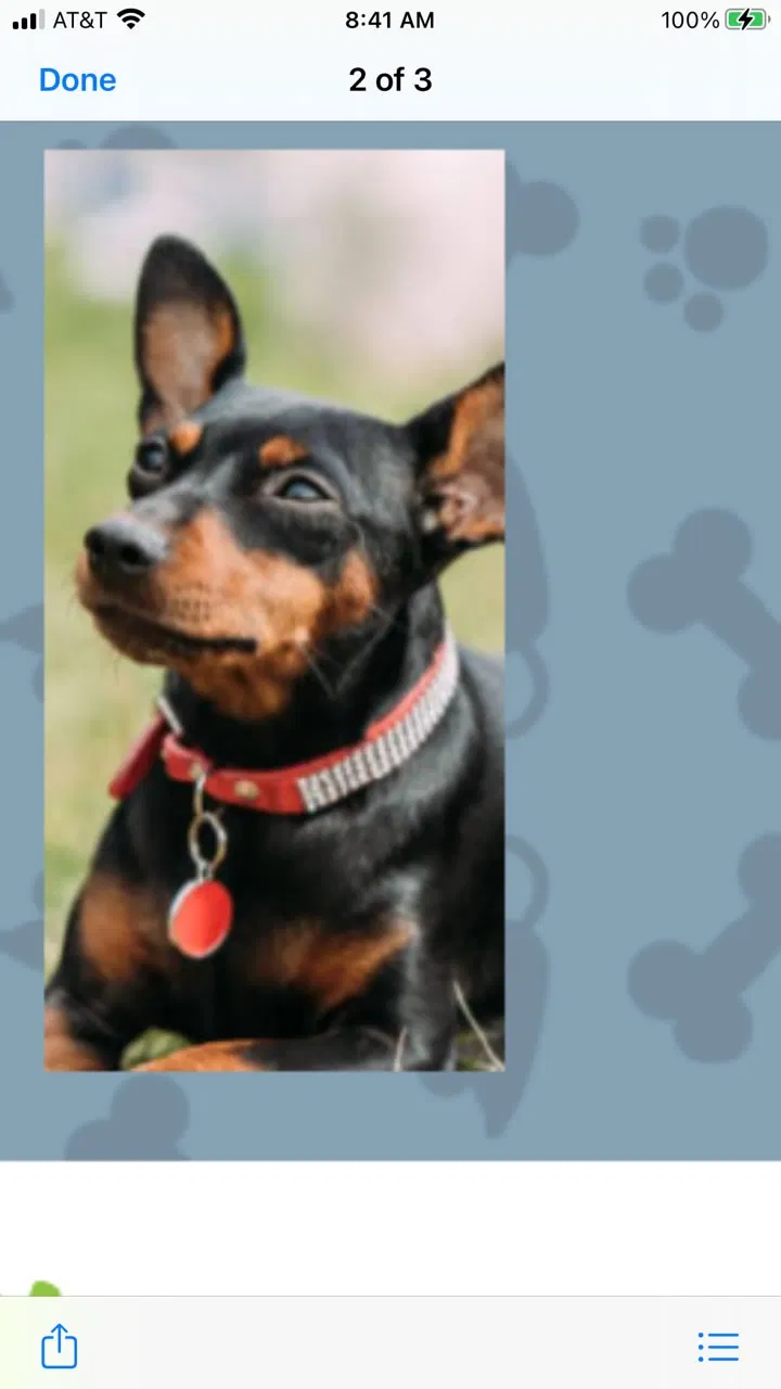 Lost dog in San Francisco, CA, 94104