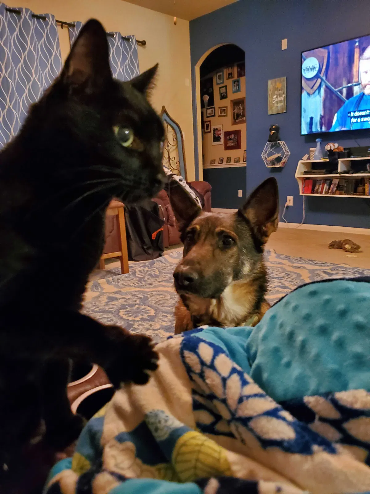 Lost cat in Houston, TX, 77070